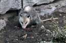 Virginia Opossum - ©2006 Lauri A. Kangas