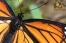 Monarch Butterfly Closeup - ©2006 Lauri A. Kangas